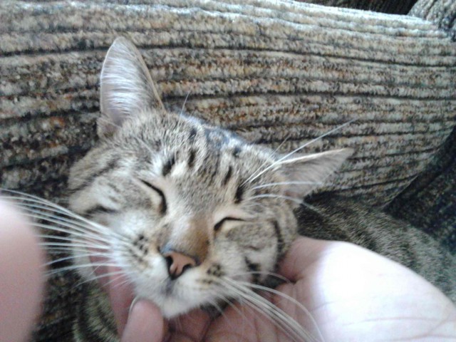 Котовторник 16.05.2017