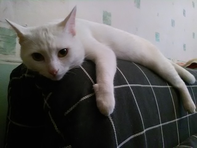 Котовторник 23/05/2017