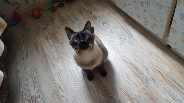 Коты и Кошки