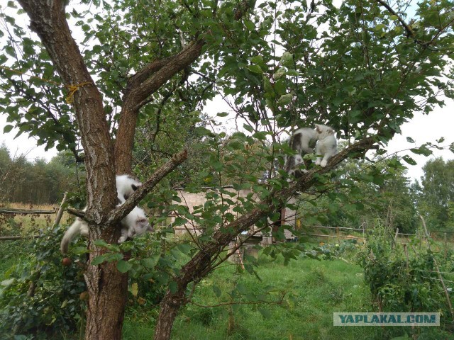 Жизнь домашнего приюта для котеек 184
