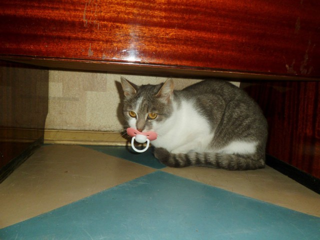 Коты и Кошки