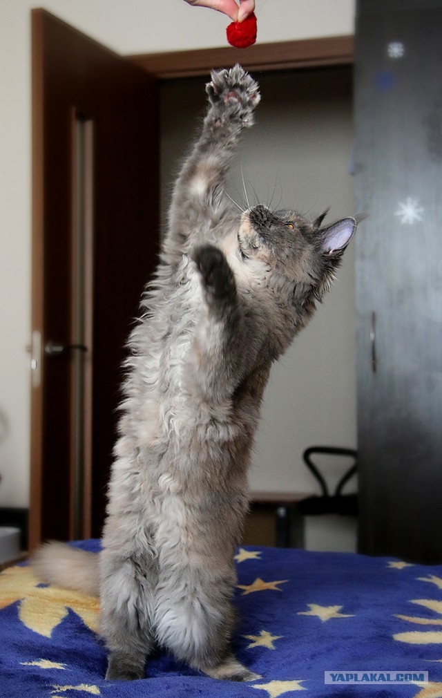 Котовторник