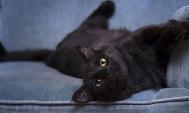 Коты и Кошки
