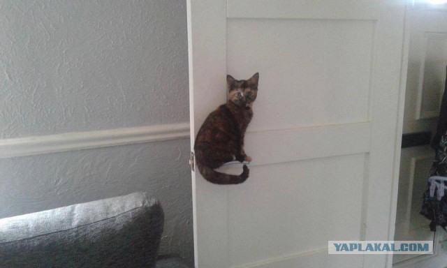 Котовторник 07.11.2017