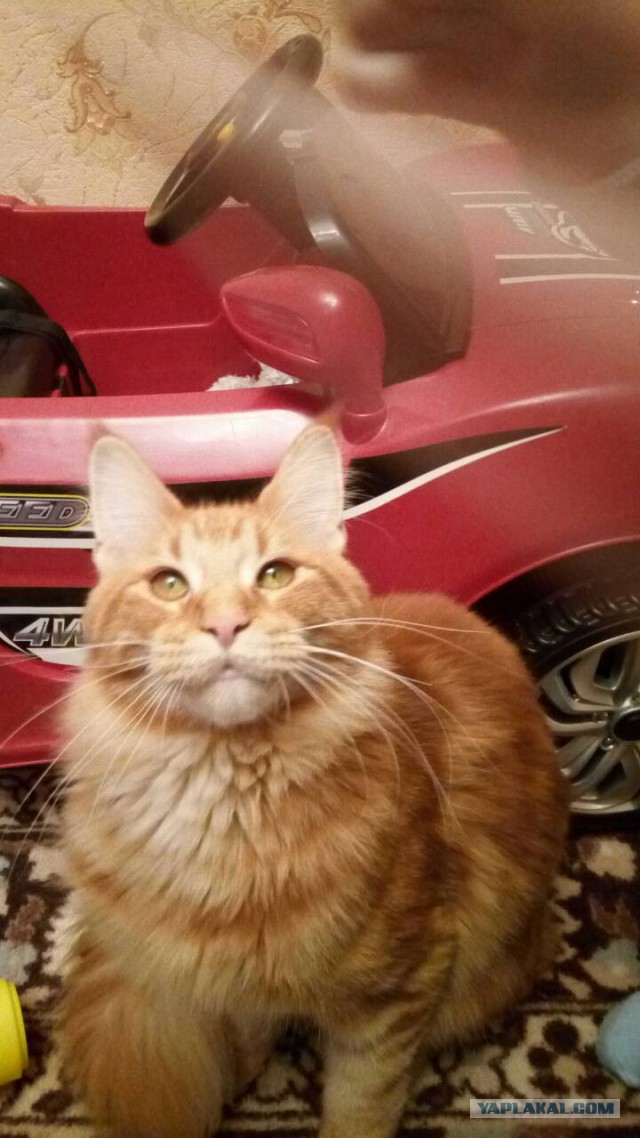 Котовторник 9.01.2018