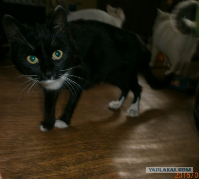 Котовторник 16.01.2018