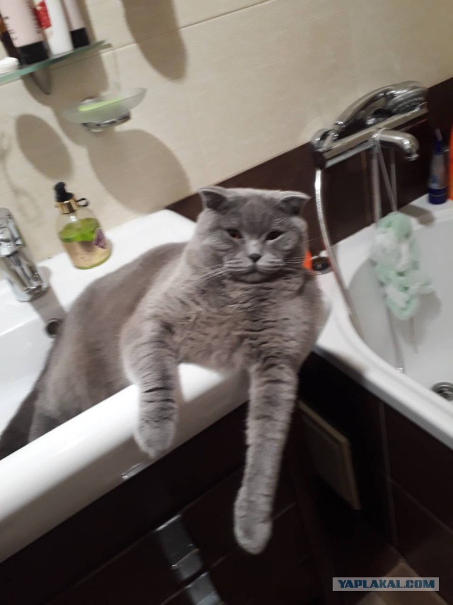 Котовторник 30.01.2018