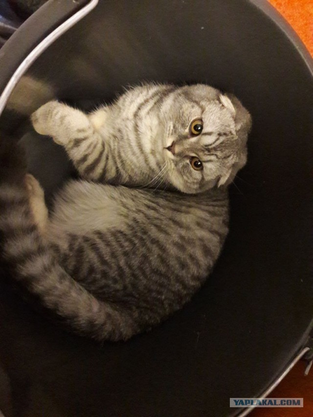 Котовторник 20.02.18