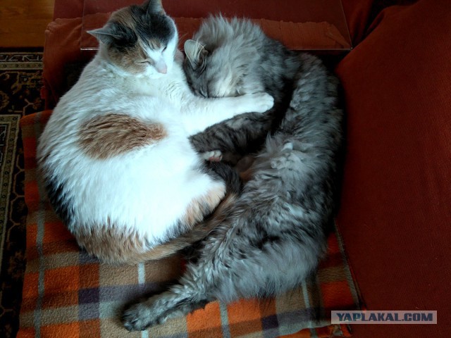 Котовторник 27.02.2018 наступил!