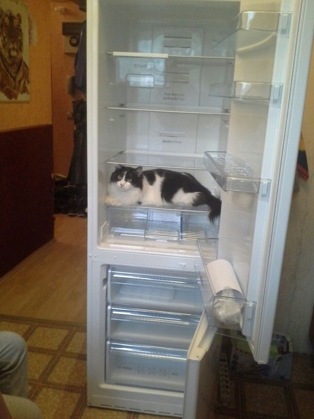 Котовторник 20.03.2018