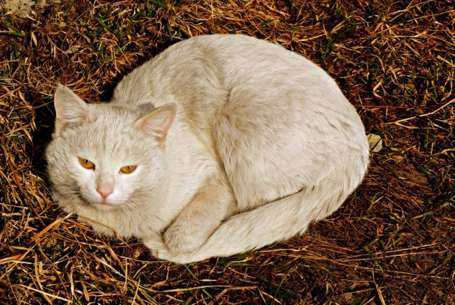 Котовторник 24.04.2018