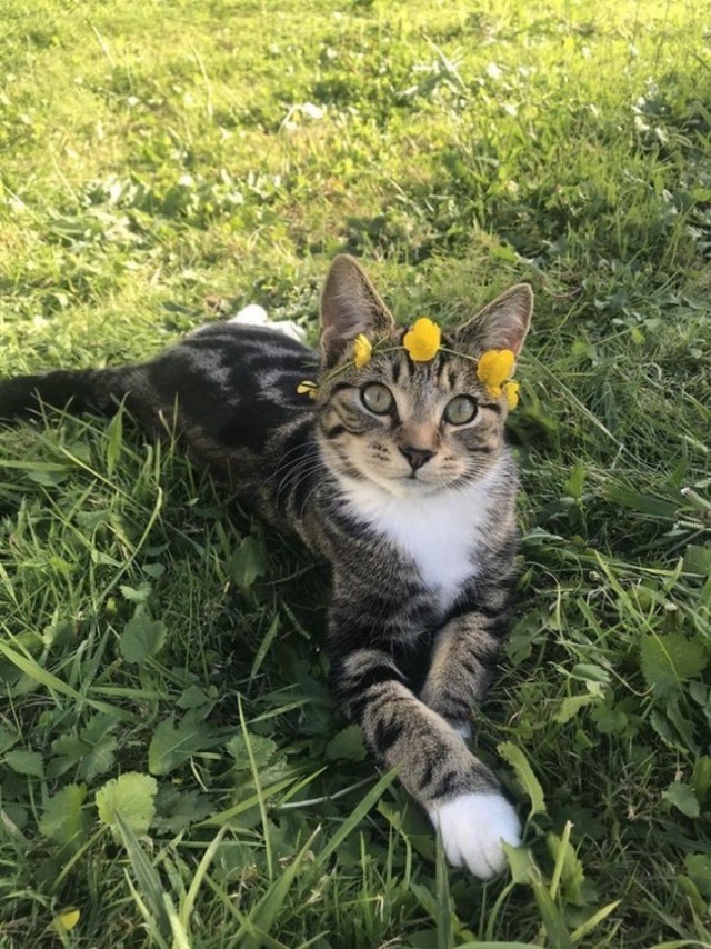 Кот без прикрас
