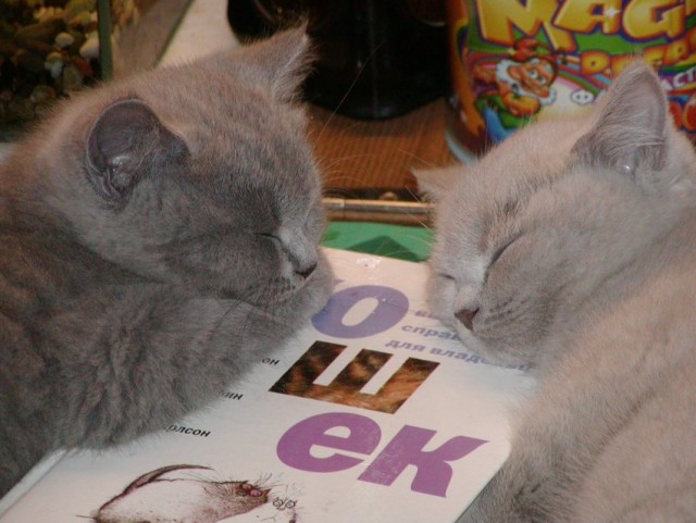 Котомет на вторник 08.04.08