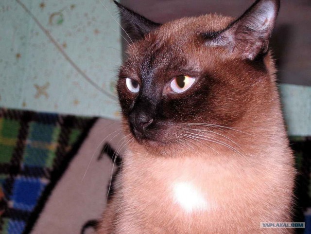 Котовторник на ЯПлакалъ (03.06), котята (31 шт)