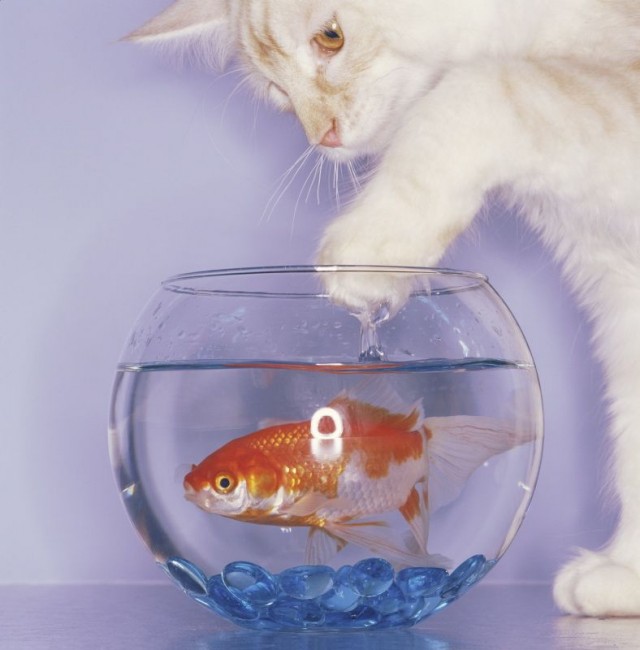 УРРААА ! Котовторник на ЯПлакалъ !