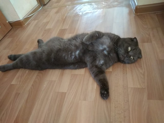Котовторник 24.07.2018