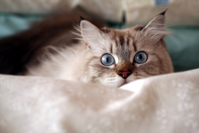 Просто Котовторник