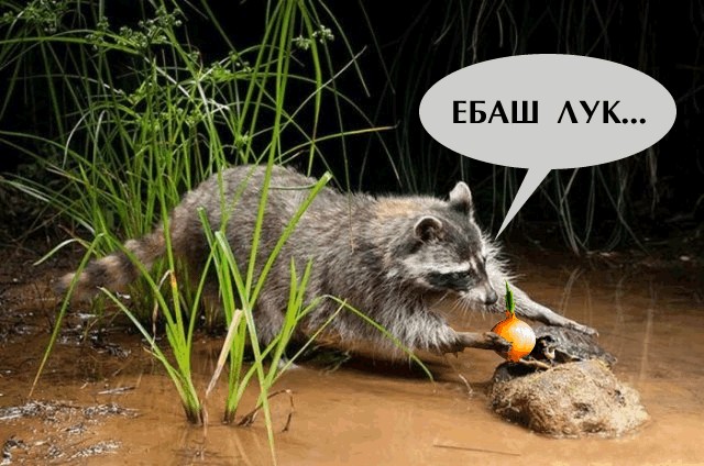 Черепашка, дай печеньку!