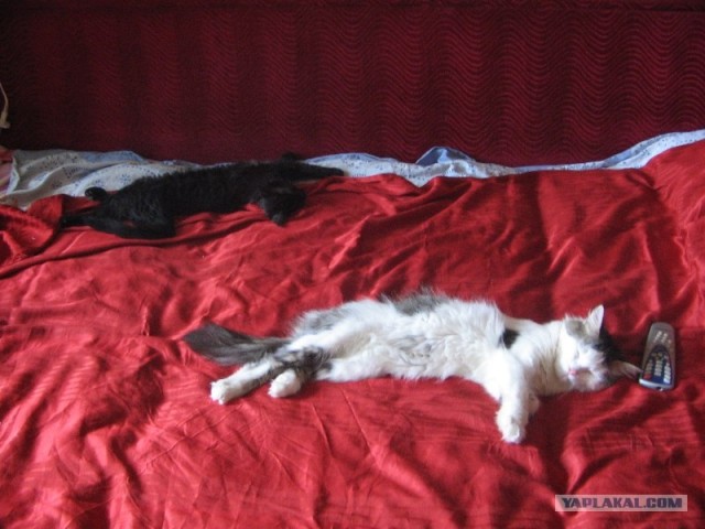 Сонный Котовторник