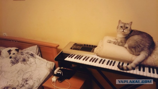 Котовторник (20.11.18)