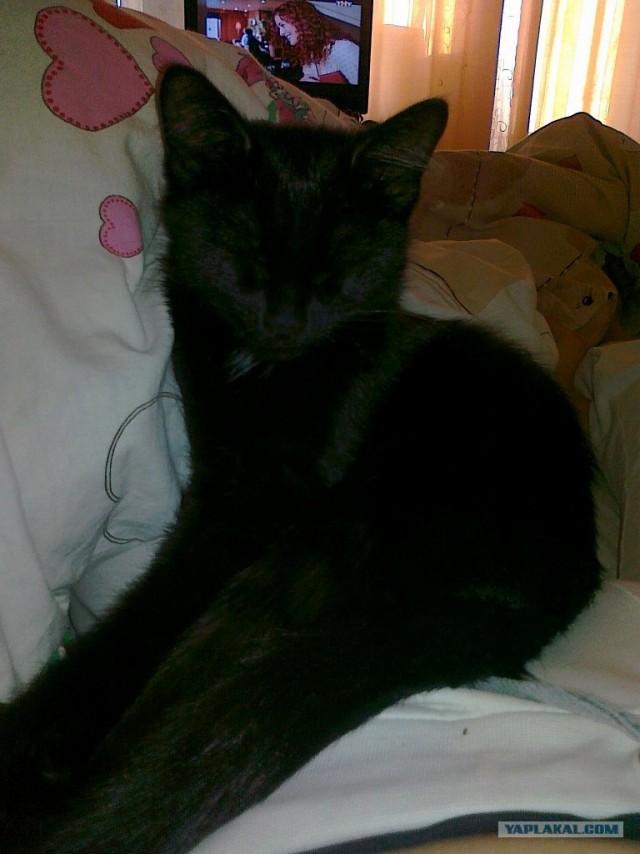 Котовторник 1.11.11