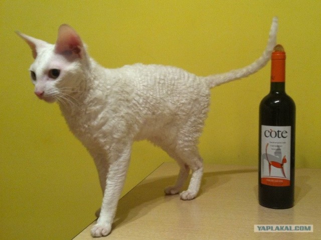Котовторник!