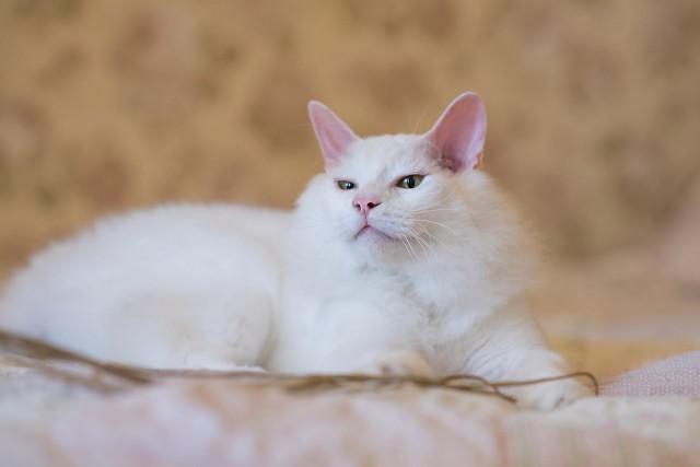 Прикольных котов пост