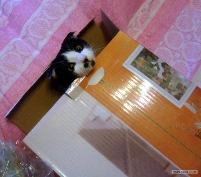 Котовторник  19.06.2012