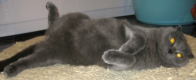 Котовторник ( 23.10. 2012. )