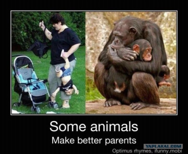 Иногда нам стоит учиться у них