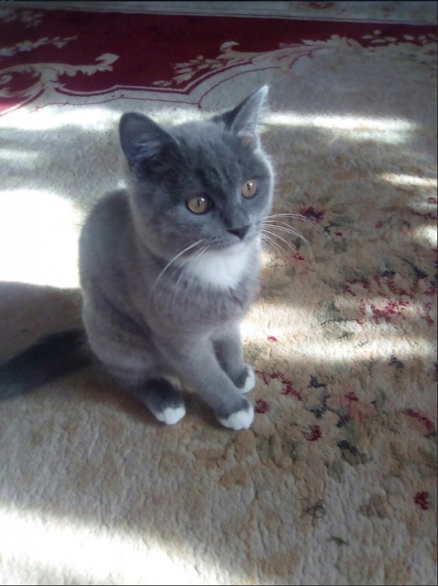 Забавные фото котеек