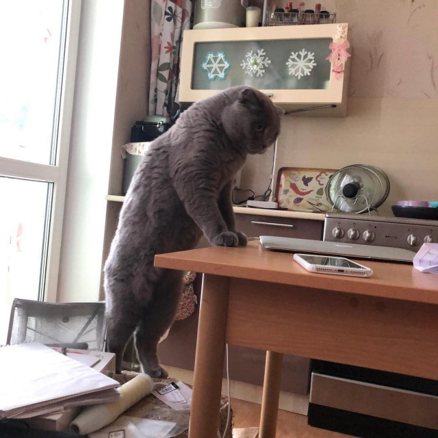 Живность из сети