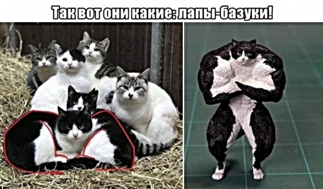 Картинки с котами и про котов