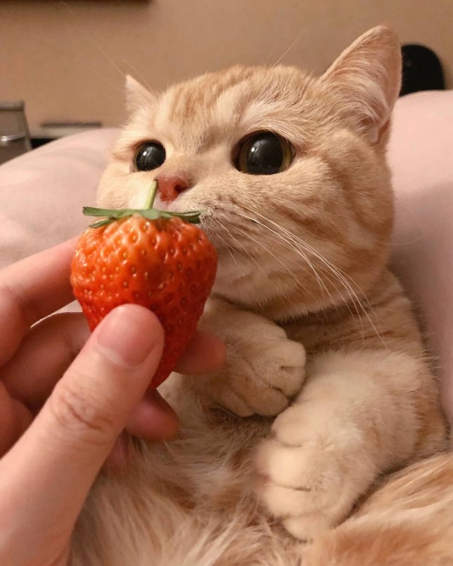 Забавные животные