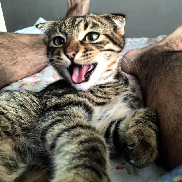 Котовторник