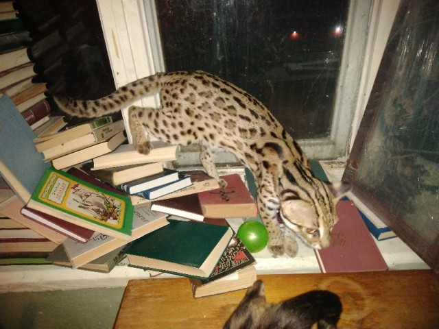 Моя красотка