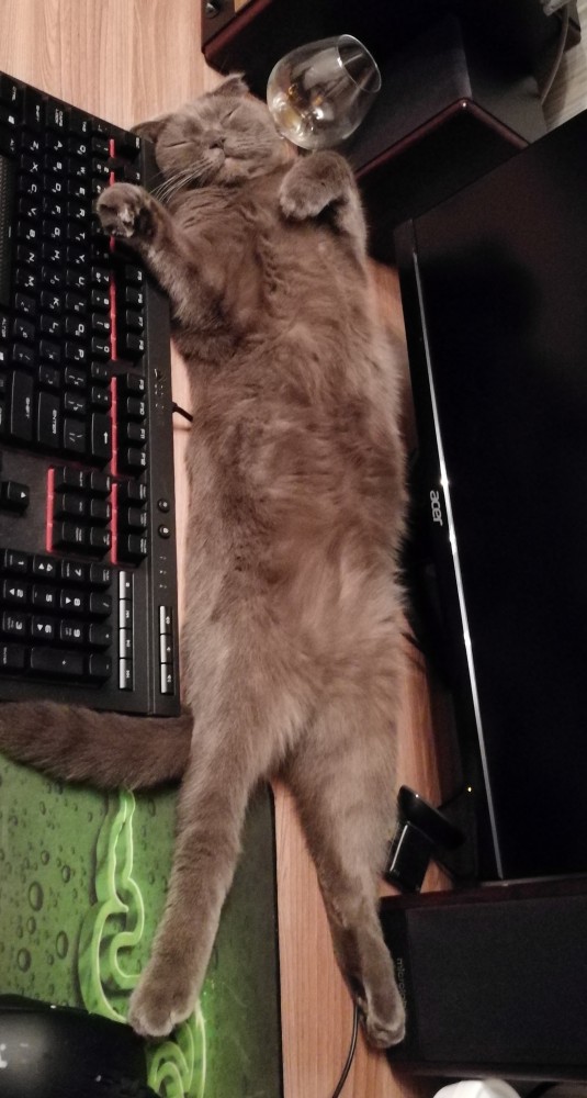 Котовторник. Добавляйте своих
