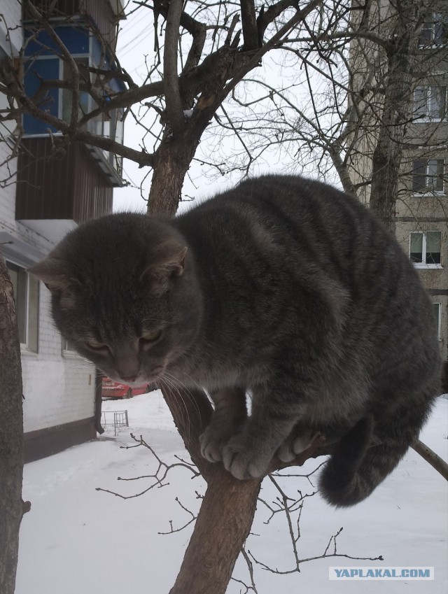 Котовторнику быть!