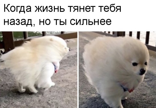 Весёлый полтишок 24.03