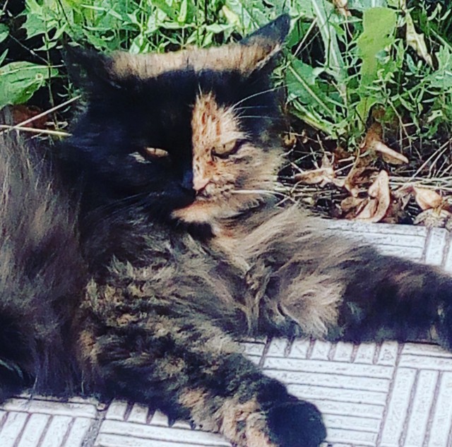 Котовторник!