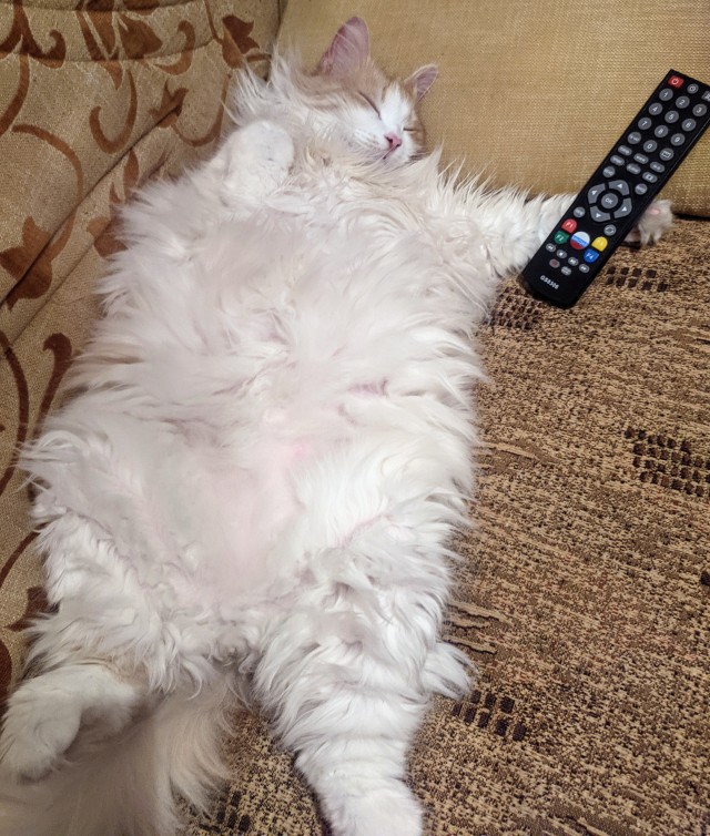Даешь котовторник!