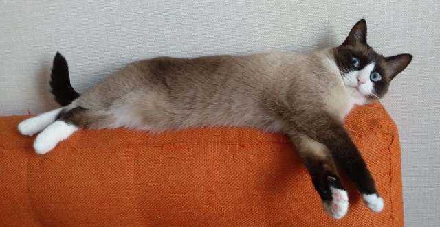Котовторник 14.09.2021