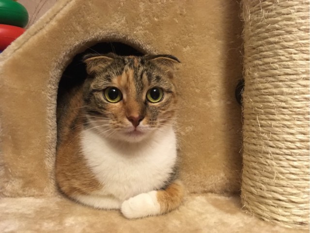 Кошкин дом