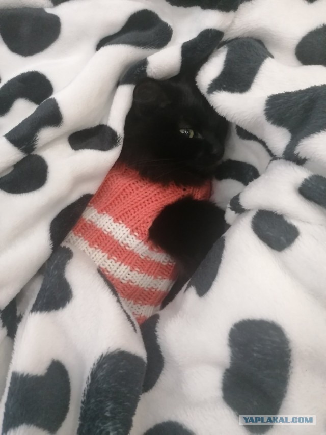 Новая хозяйка (к котовторнику)