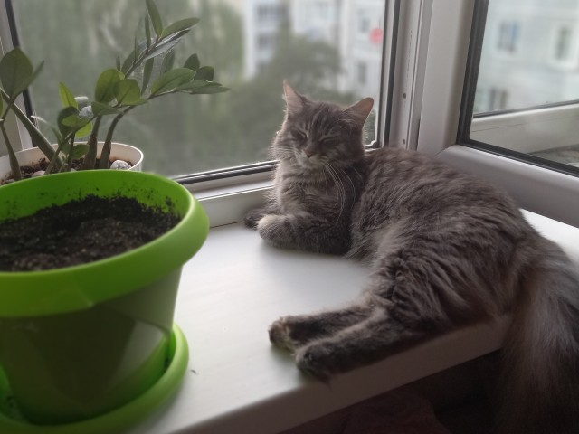 Кот Мейн-кун: царь домашних кошек!