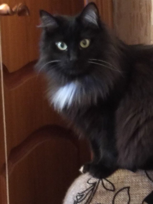 МИРУ - МИР ! Котикам - котовторник !