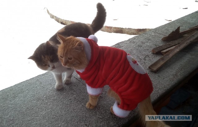А что это мы котовторник не начинаем? Время пришло!