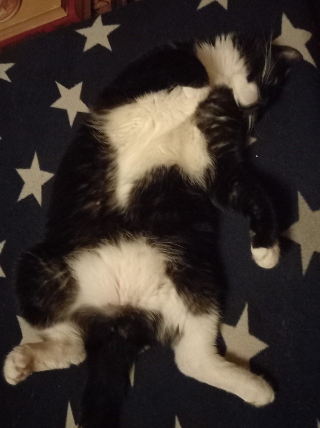 Котовторник! Пара фоток суровых котов.