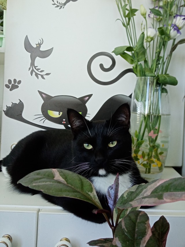 Начну котовторник чуть раньше!