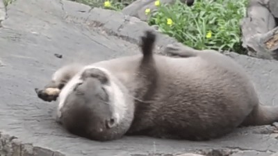 Уроки плавания детёнышей выдры